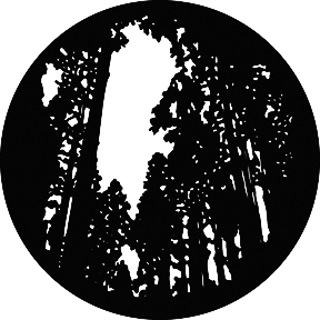 G309 - Tall Trees