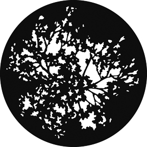 G551 - Summer Branches