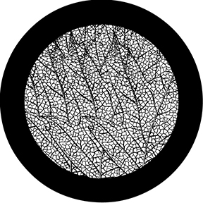 78597 - Leaf Veins