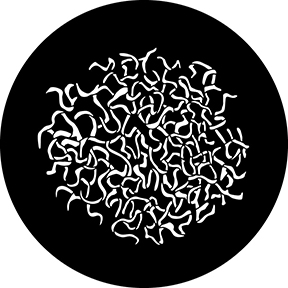 78704 - Snail Trails