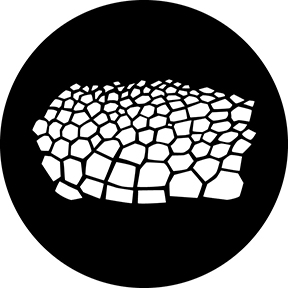 78716 - Turtle Skin
