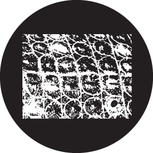81195 - Crocodile Breakup