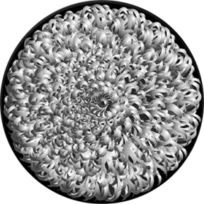 82707 - Rhapsody